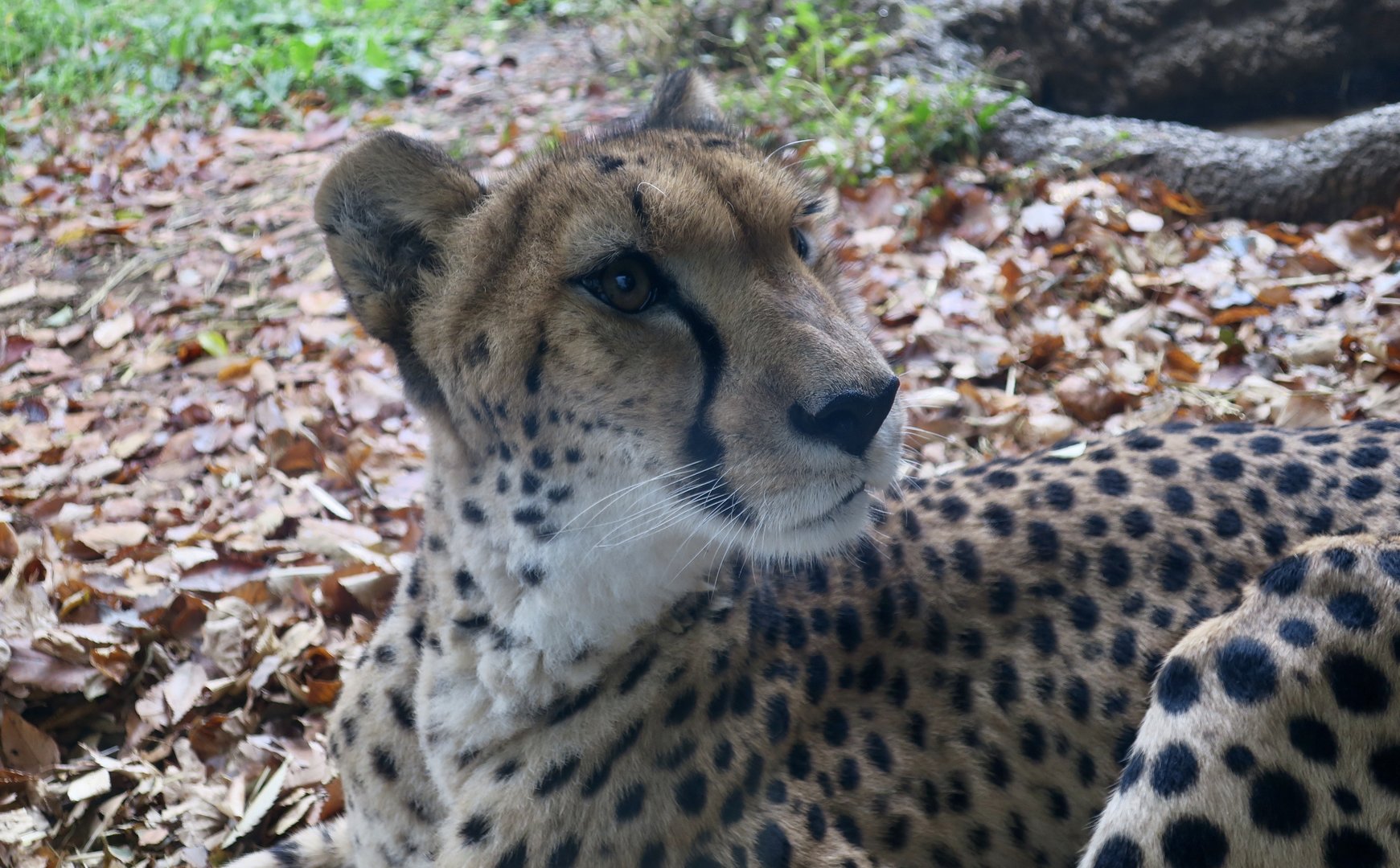 Cheetah (Acinonyx jubatus)