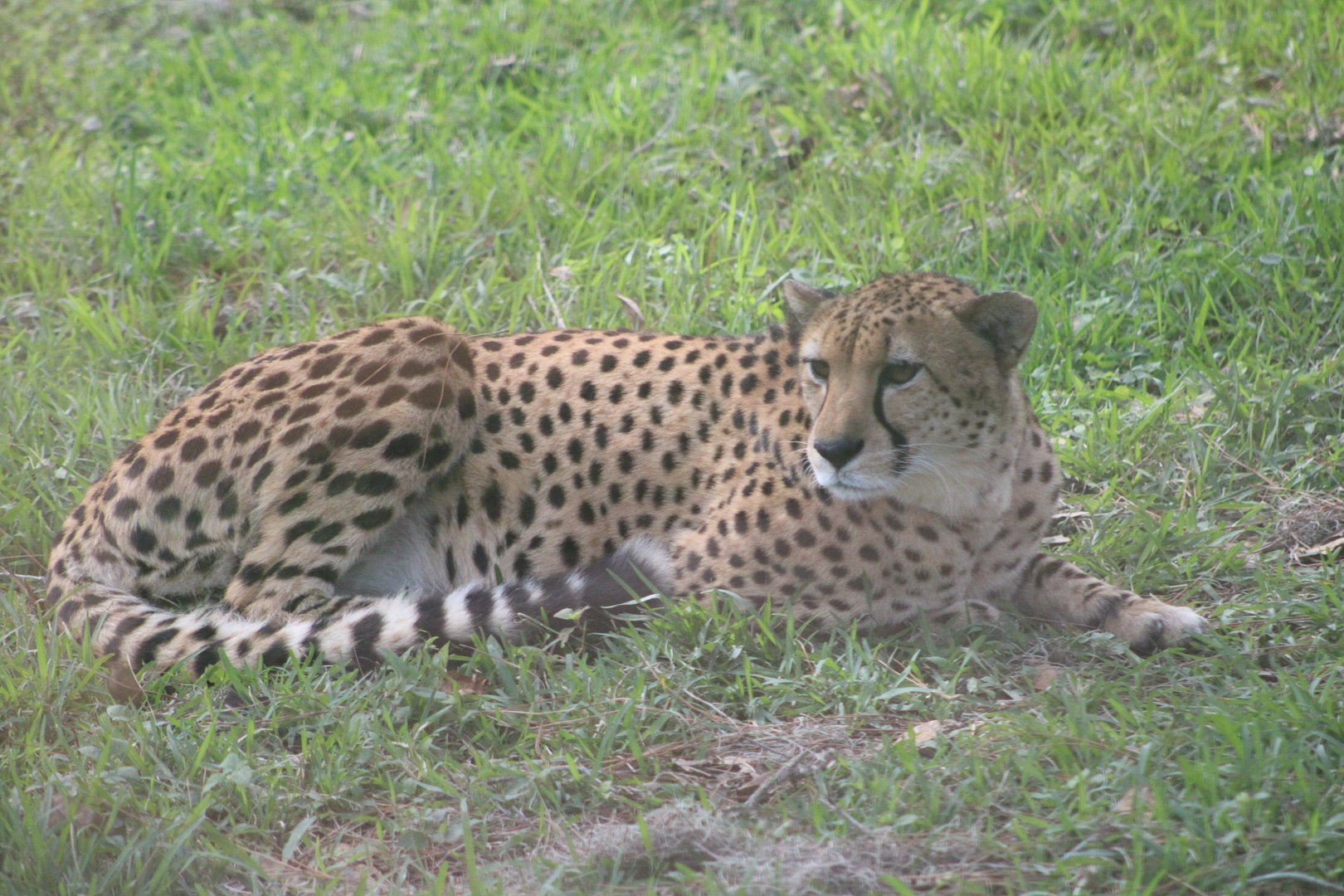 Cheetah (Acinonyx jubatus)