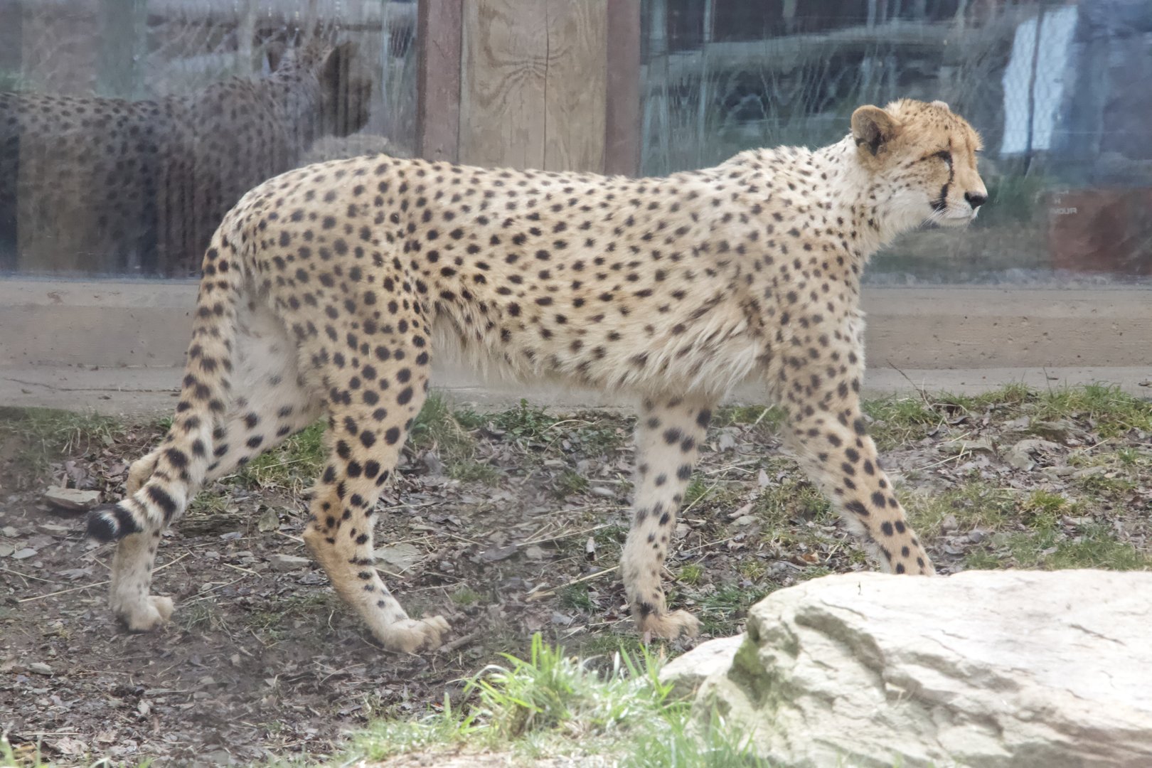 Cheetah/ Acinonyx jubatus