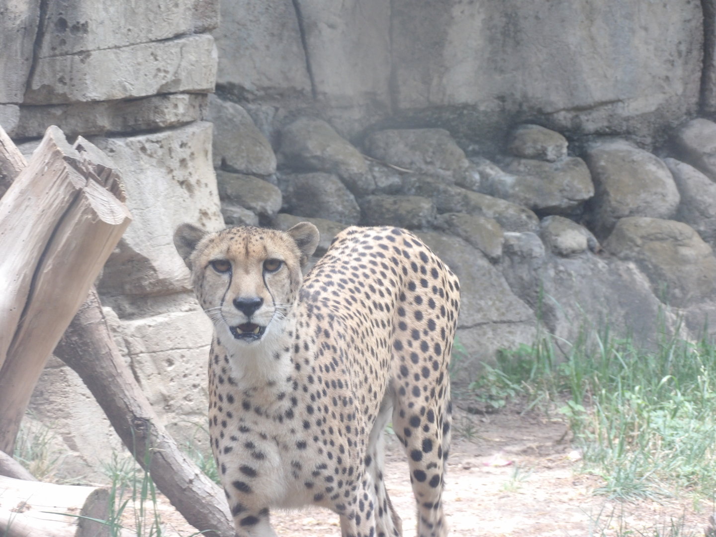 Cheetah(Acinonyx jubatus)