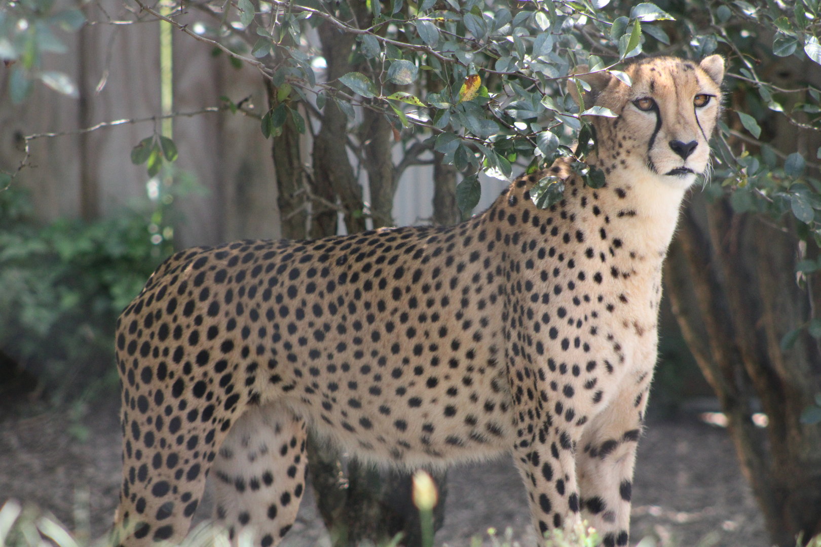 Cheetah (Acinonyx jubatus)
