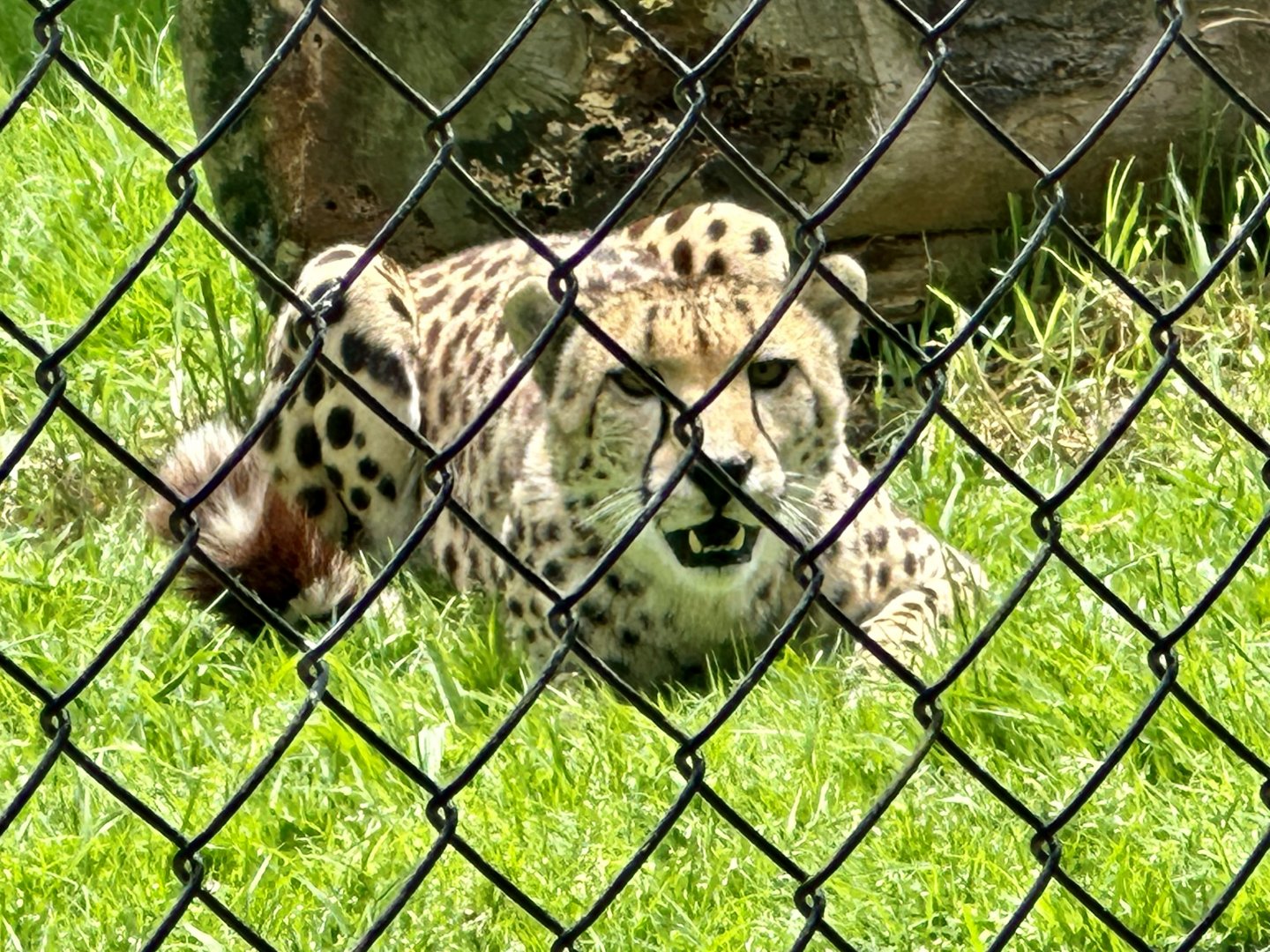 Cheetah (Acinonyx jubatus)