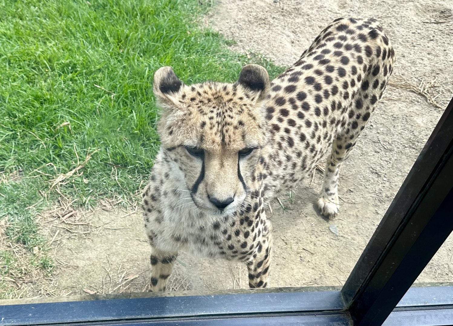 Cheetah (Acinonyx jubatus)