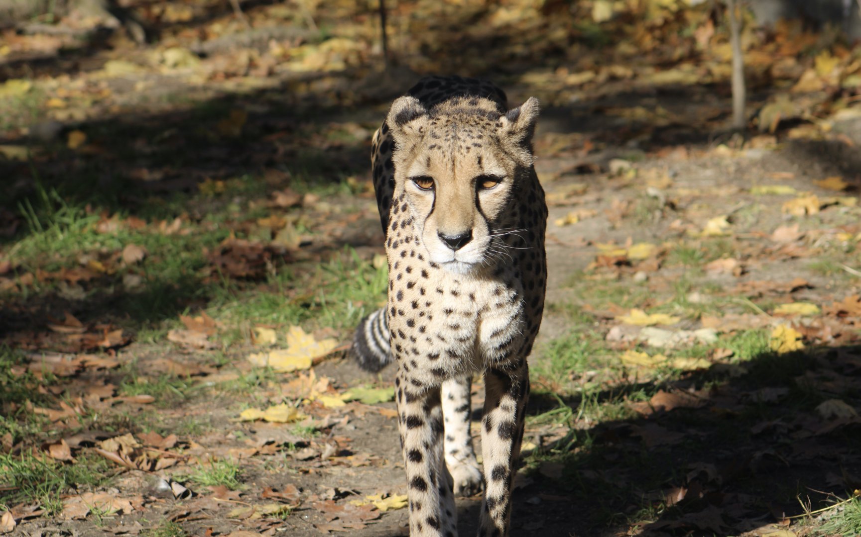Cheetah (Acinonyx jubatus)