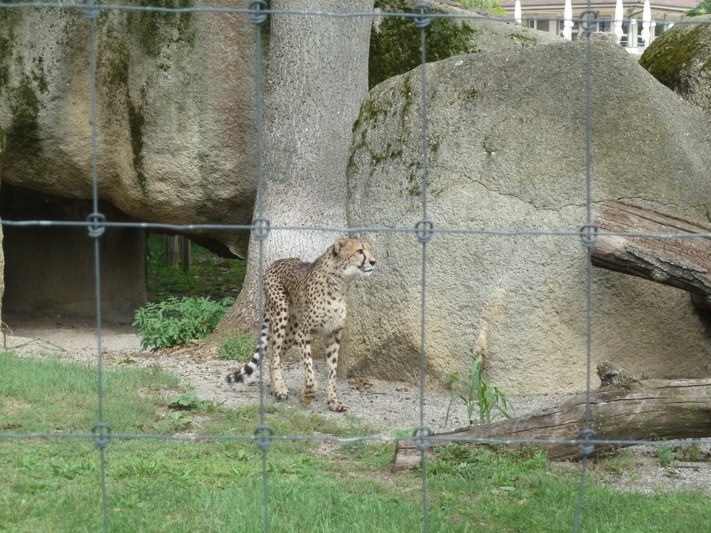 Cheetah (Acinonyx jubatus)