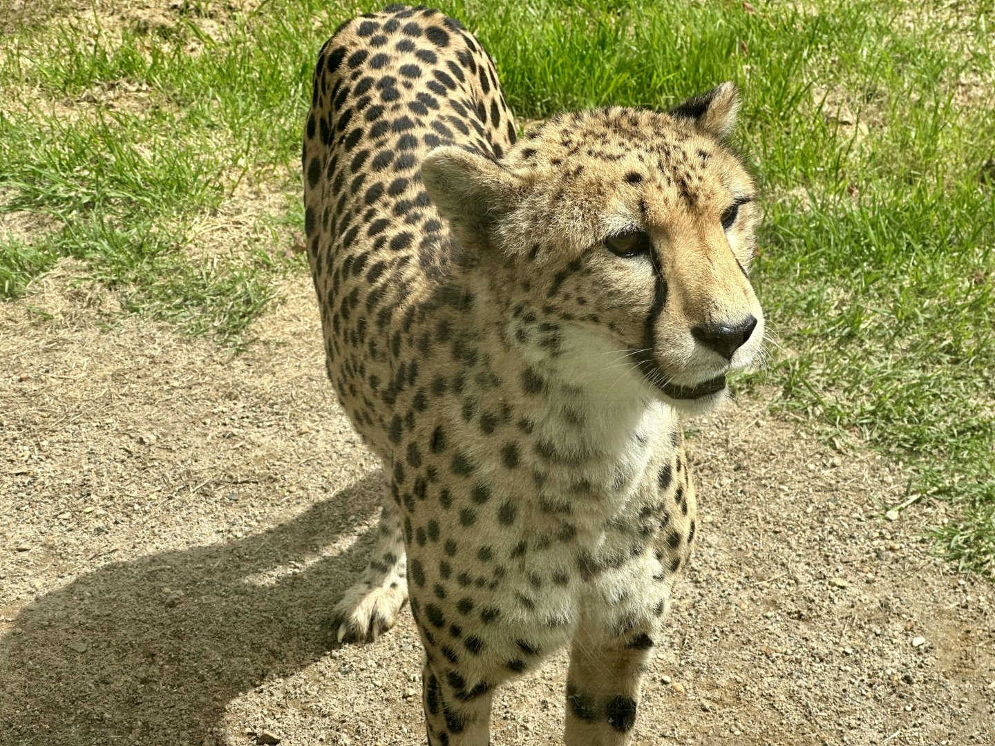 Cheetah (Acinonyx jubatus)