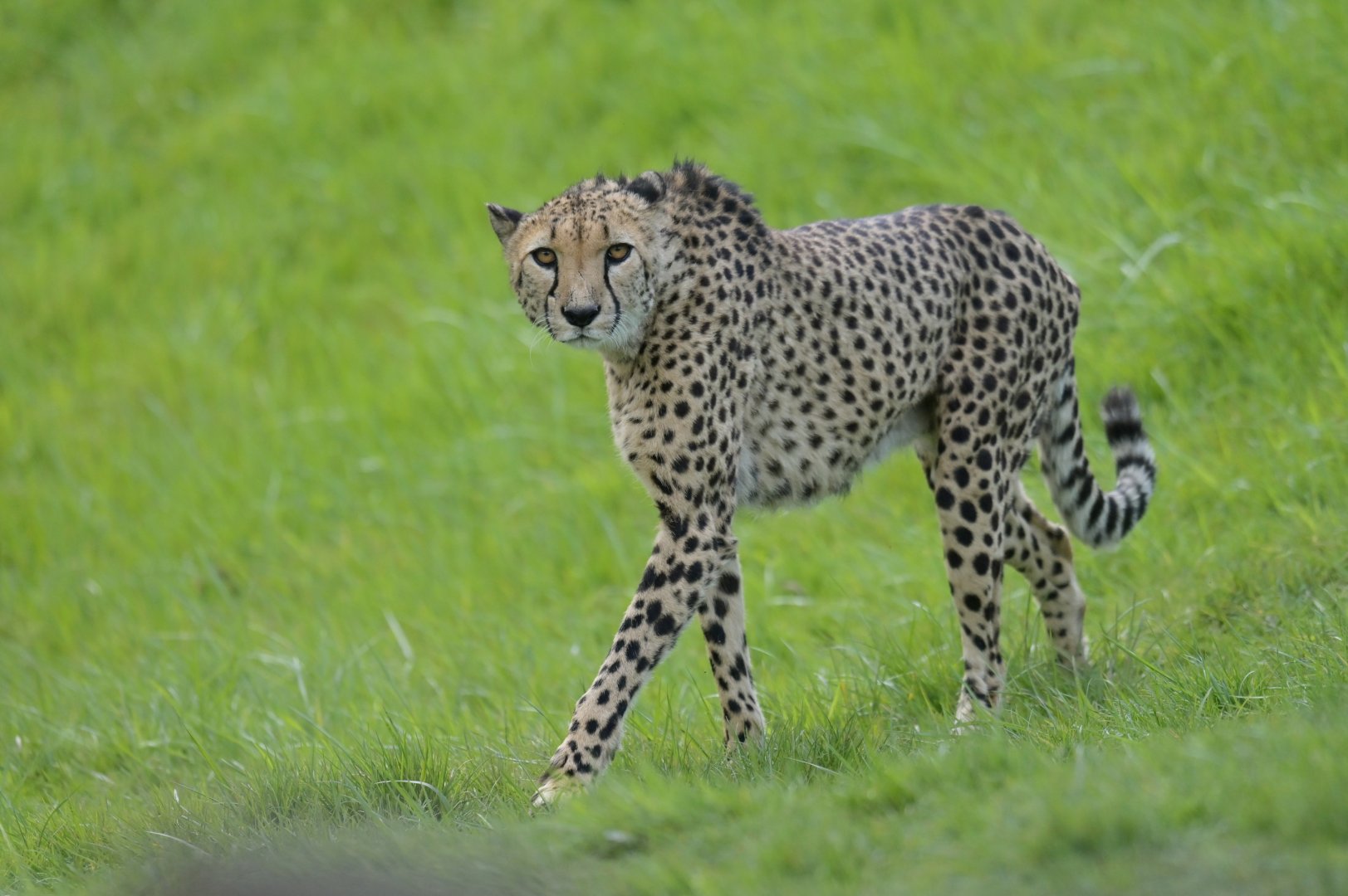 Cheetah (Acinonyx jubatus)
