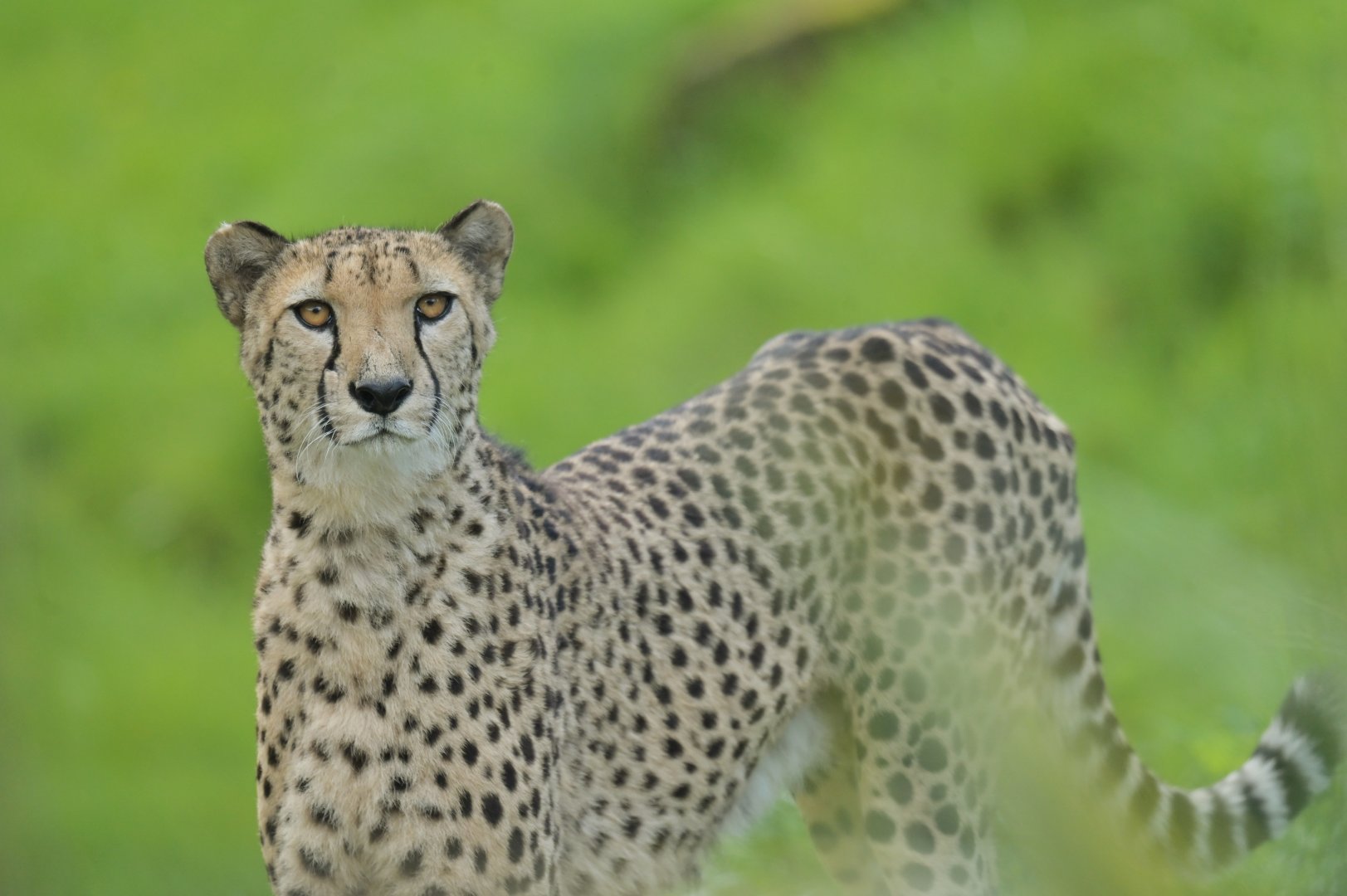 Cheetah (Acinonyx jubatus)