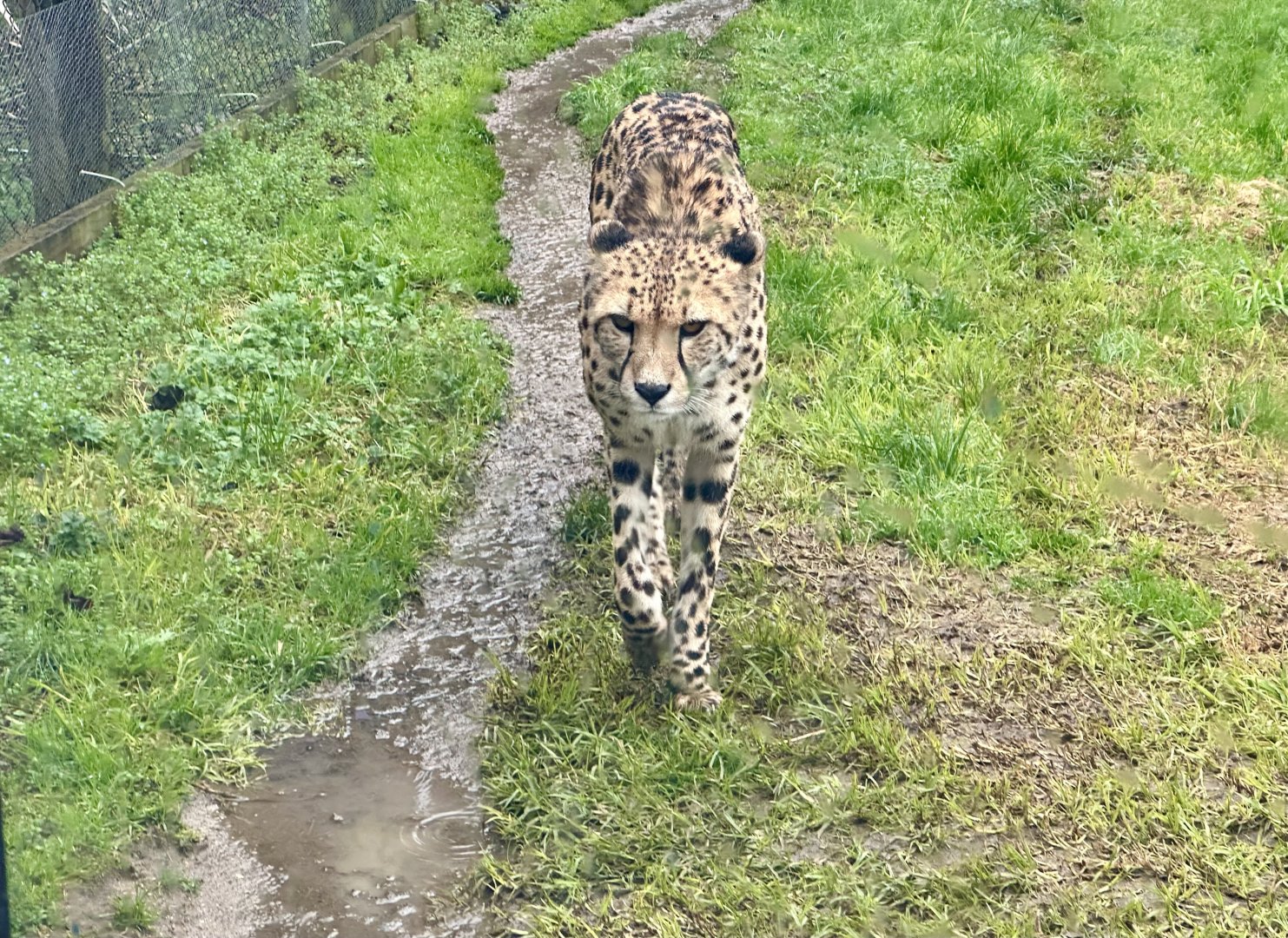 Cheetah (Acinonyx jubatus)