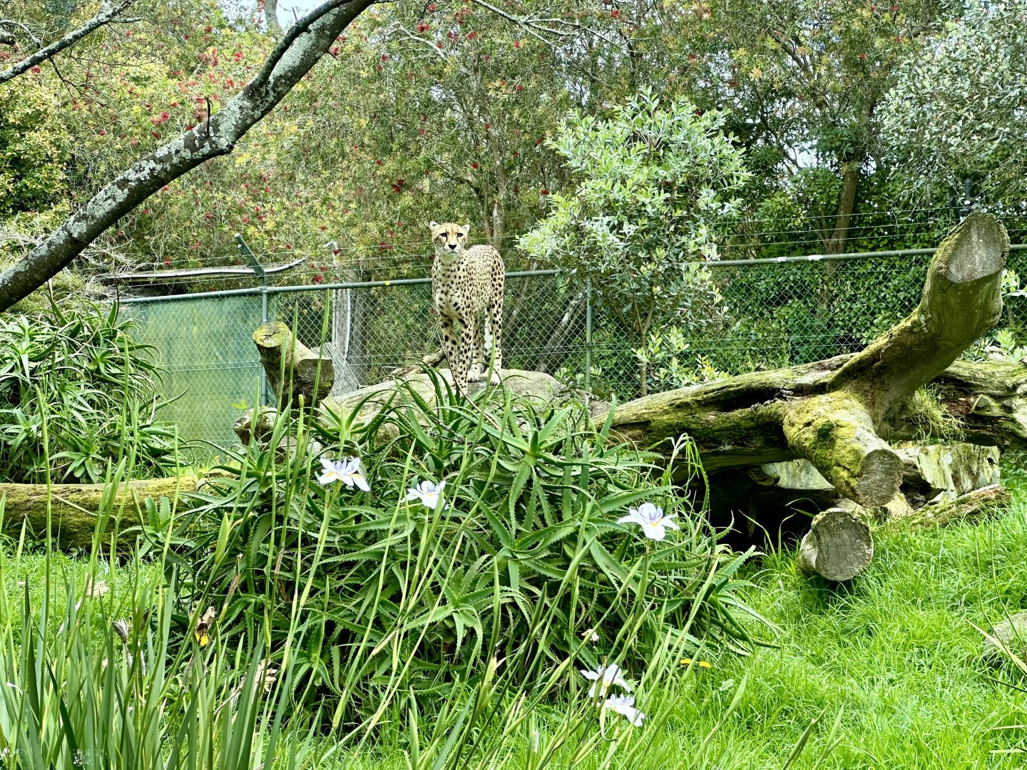 Cheetah (Acinonyx jubatus)