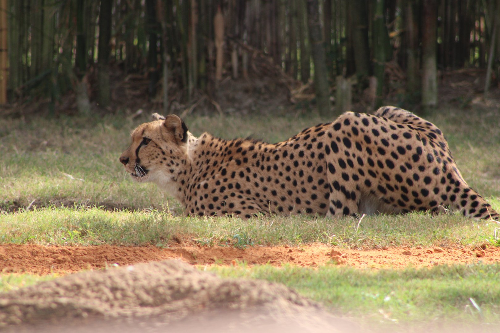 Cheetah (Acinonyx jubatus)