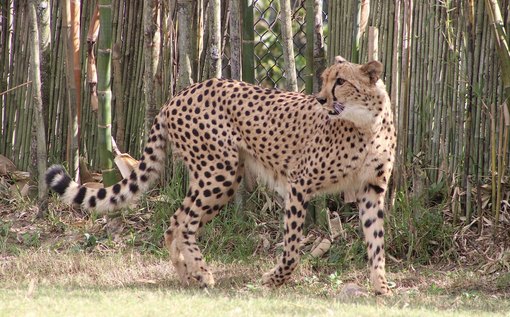 Cheetah (Acinonyx jubatus)