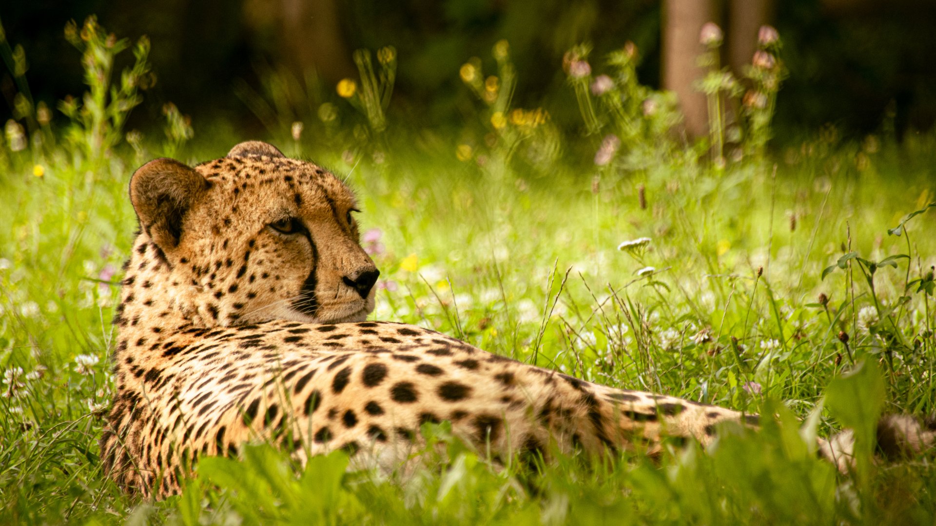Cheetah (Acinonyx jubatus)