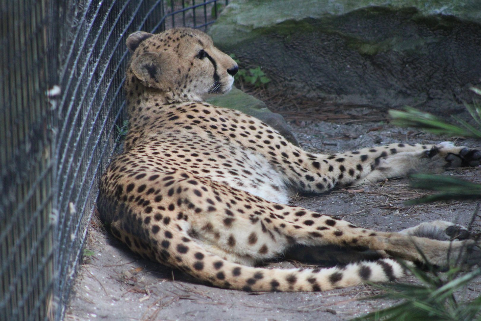 Cheetah (Acinonyx jubatus)