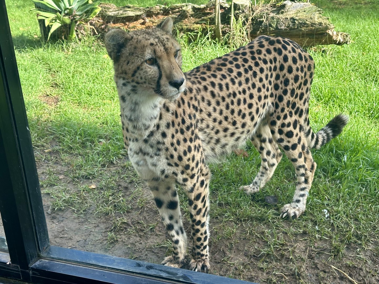 Cheetah (Acinonyx jubatus)