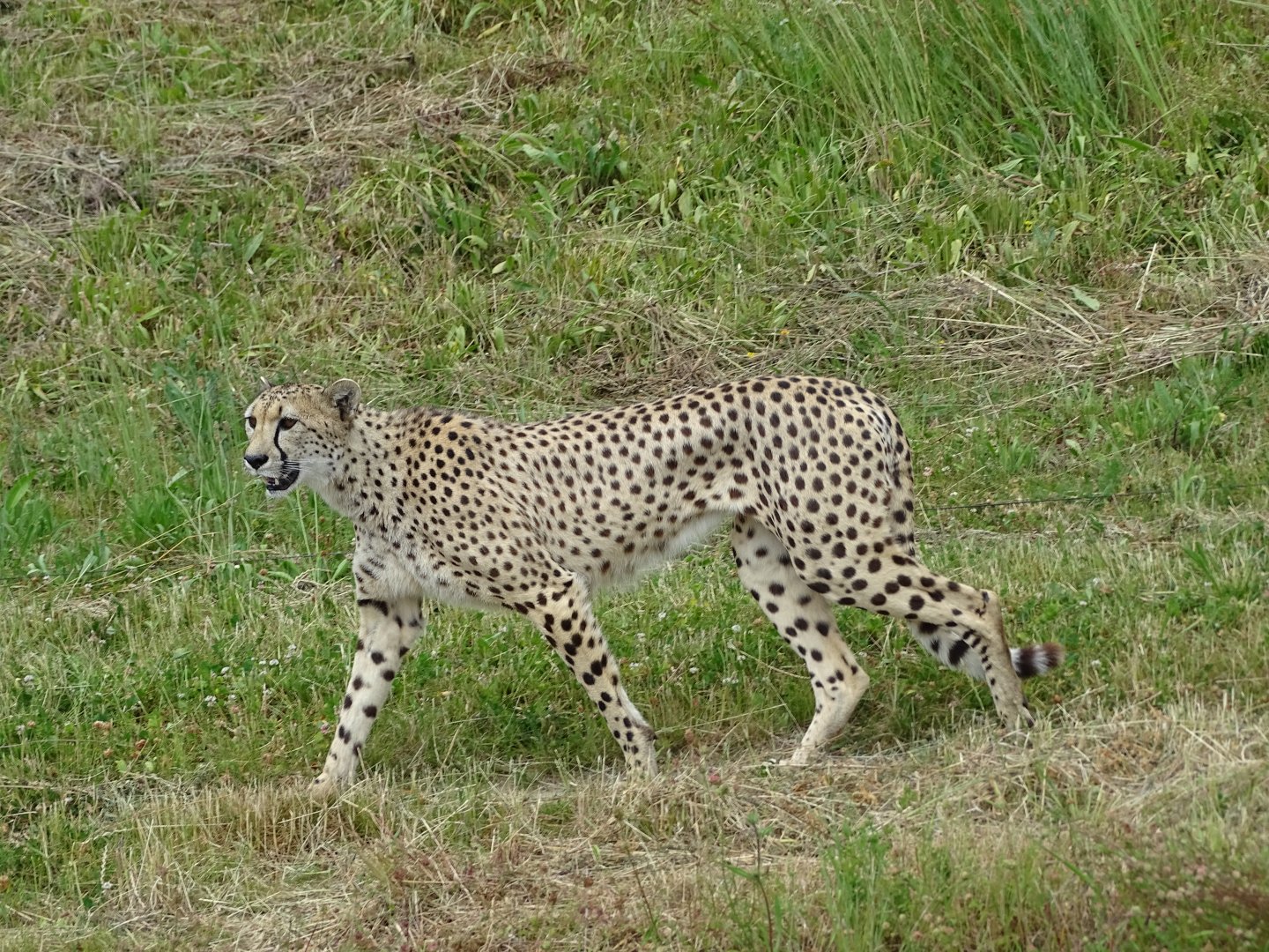 Cheetah (Acinonyx jubatus)