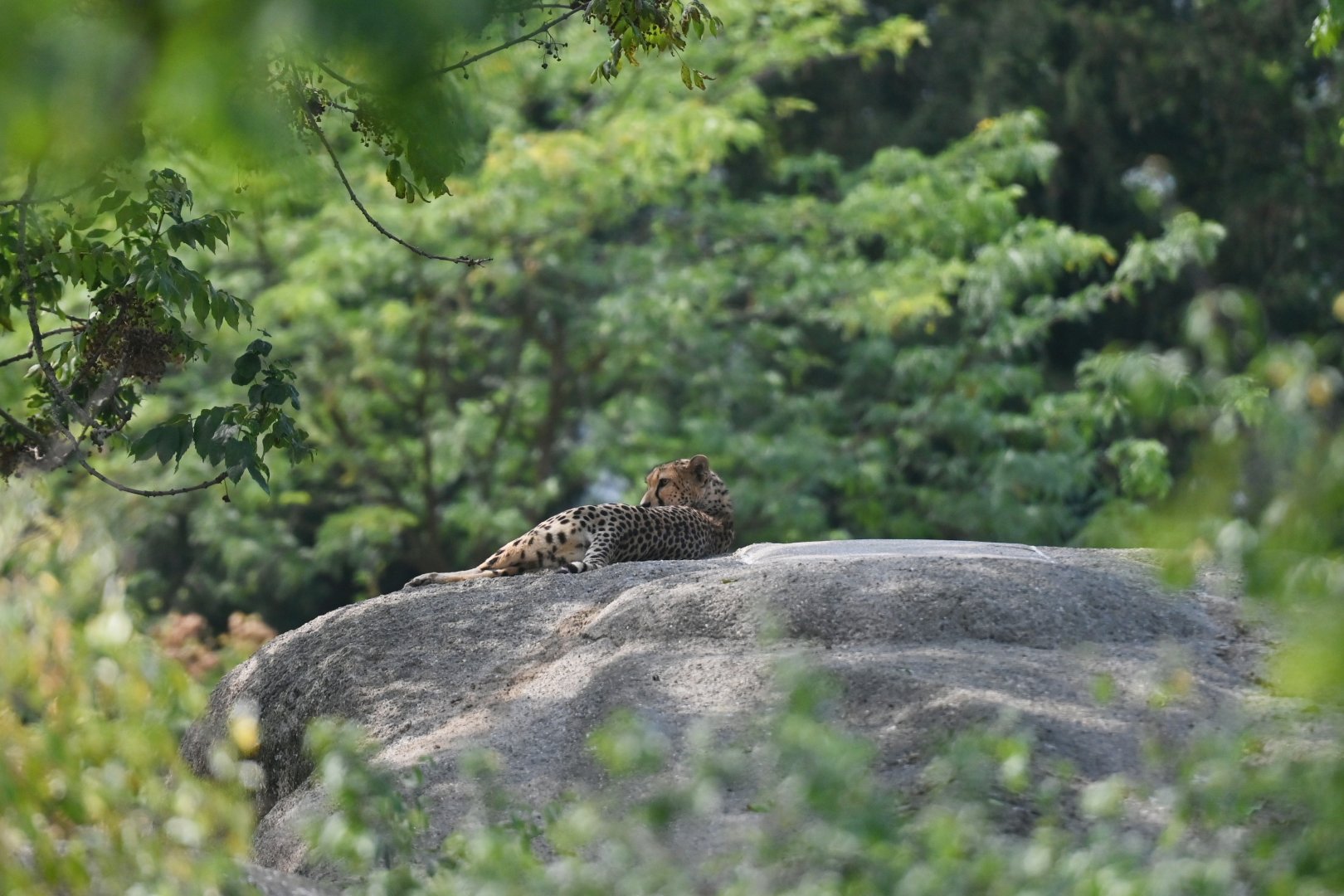 Cheetah Acinonyx jubatus