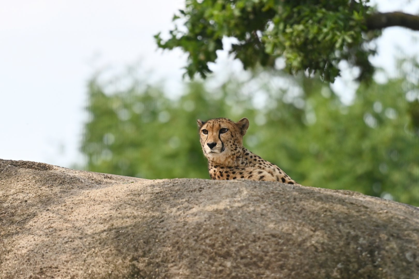 Cheetah Acinonyx jubatus