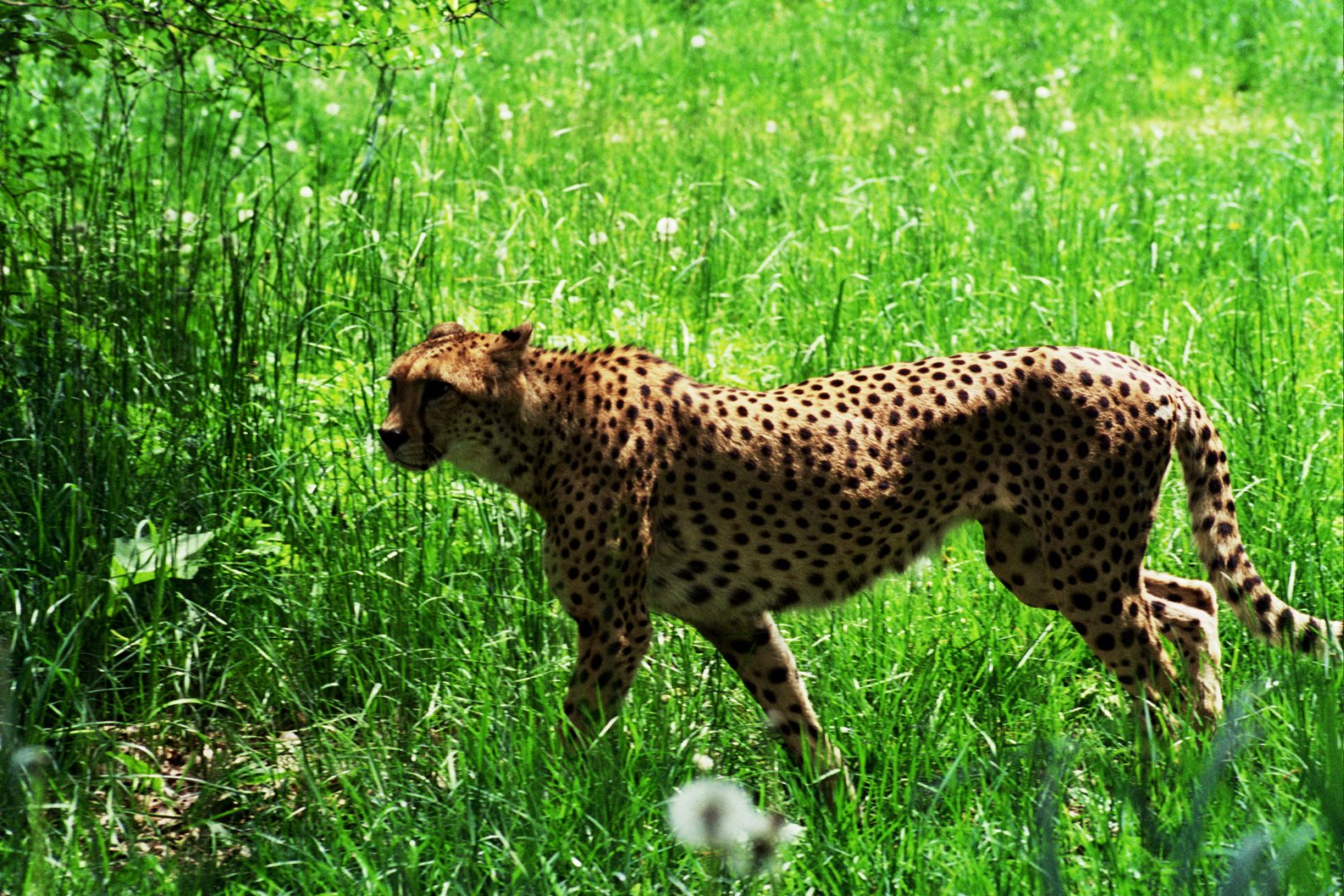 cheetah (Acinonyx jubatus)