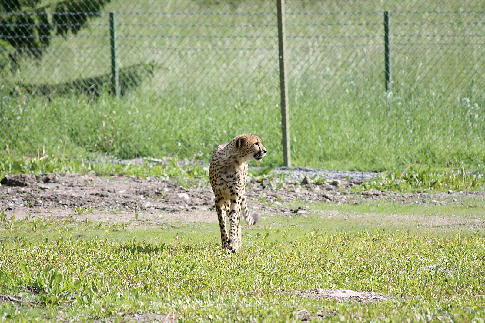 Cheetah (Acinonyx jubatus)