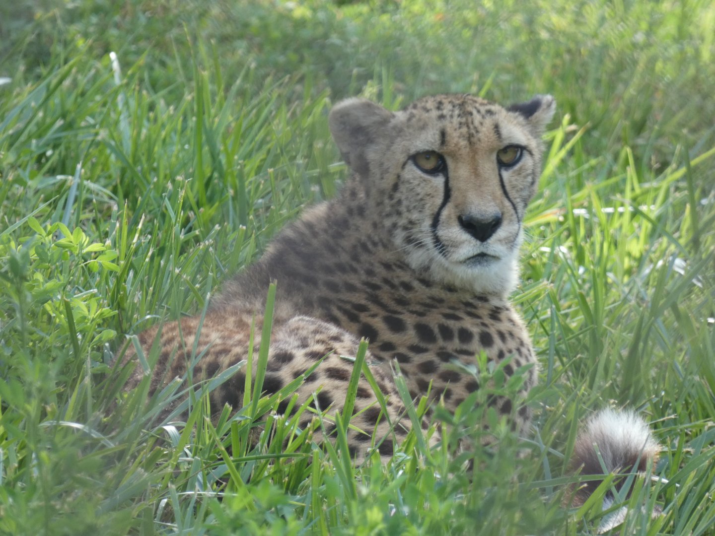 Cheetah, African Grasslands - Jun. 2021