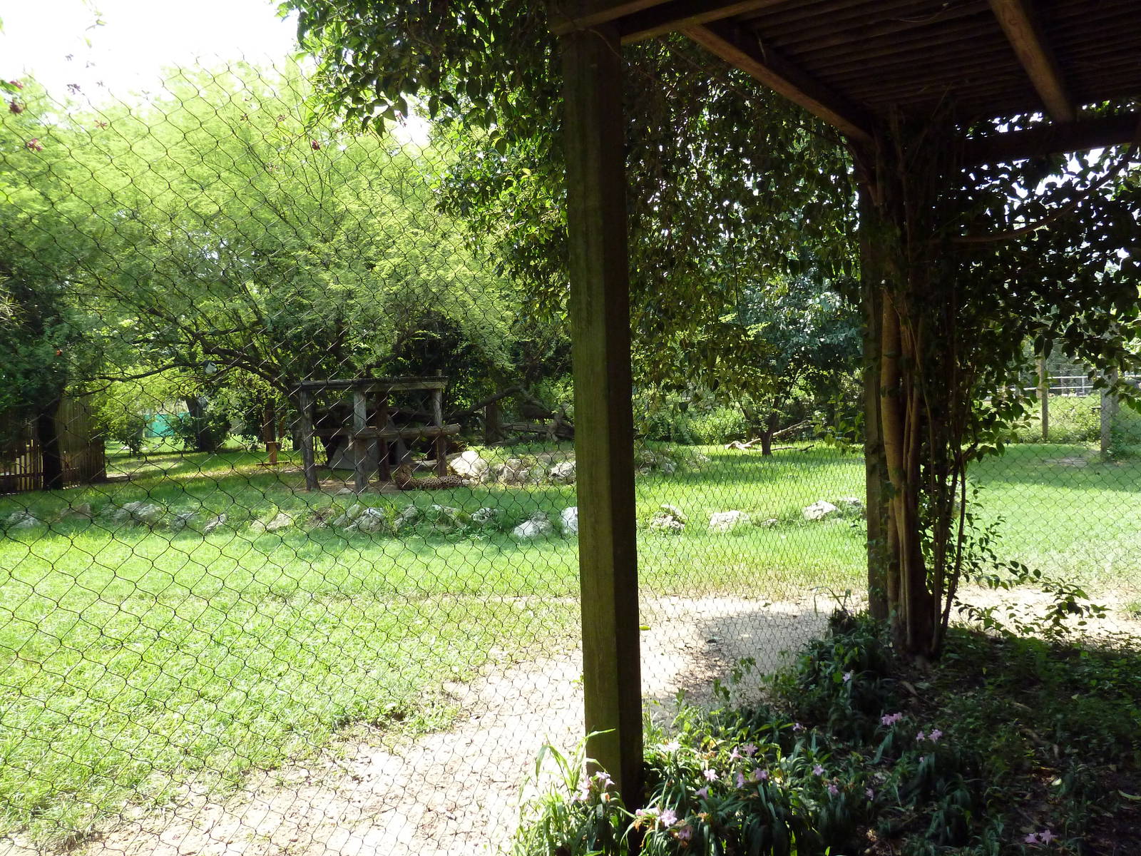 Cheetah/Anatolian Shepherd Exhibit