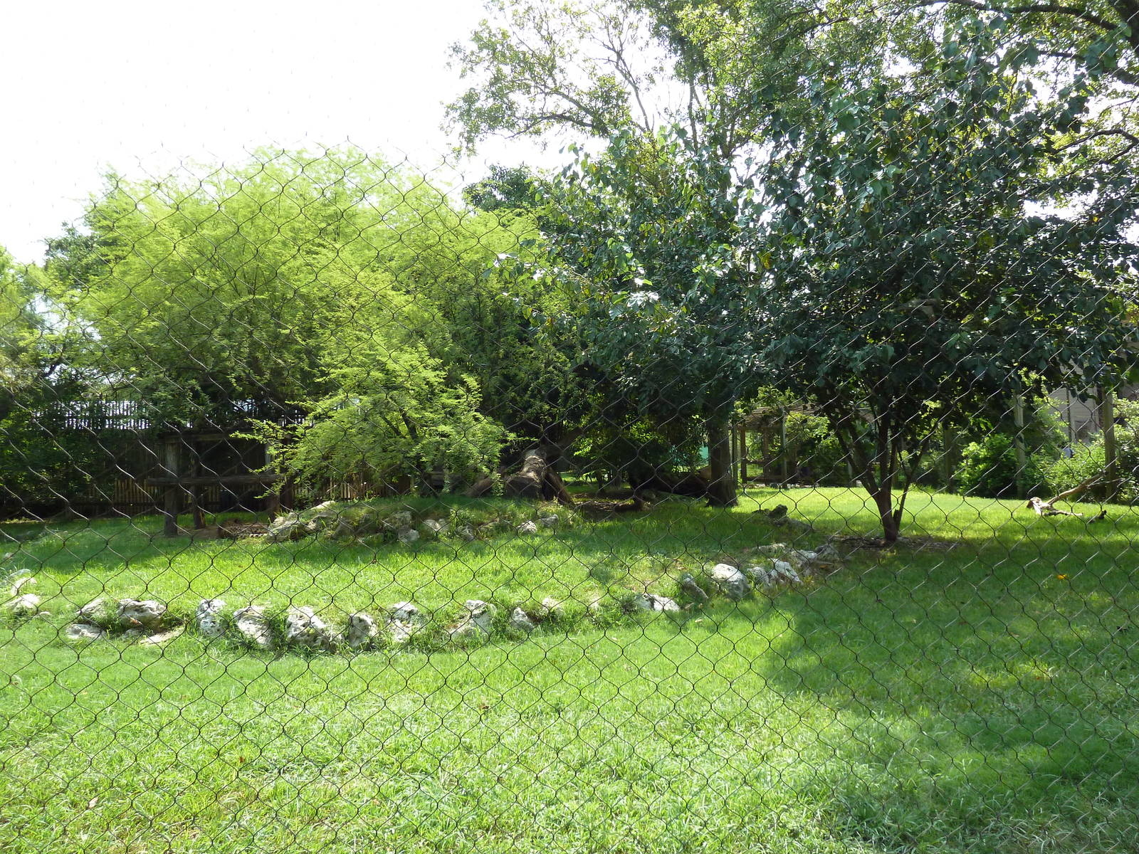 Cheetah/Anatolian Shepherd Exhibit