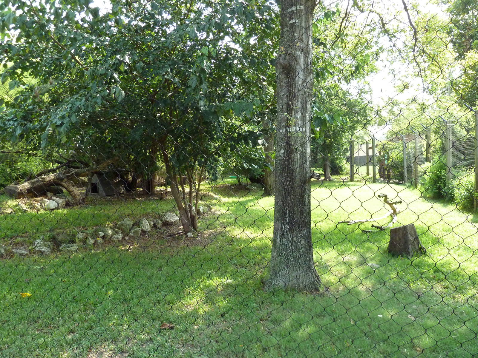 Cheetah/Anatolian Shepherd Exhibit