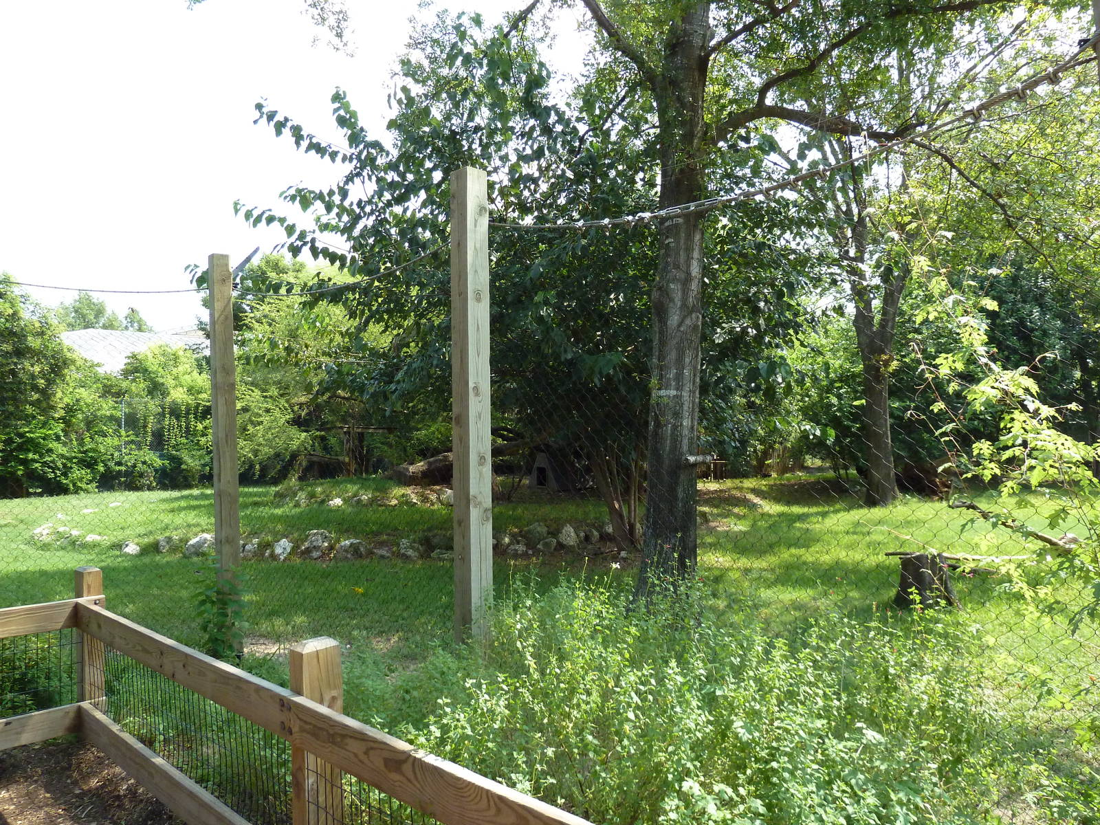 Cheetah/Anatolian Shepherd Exhibit