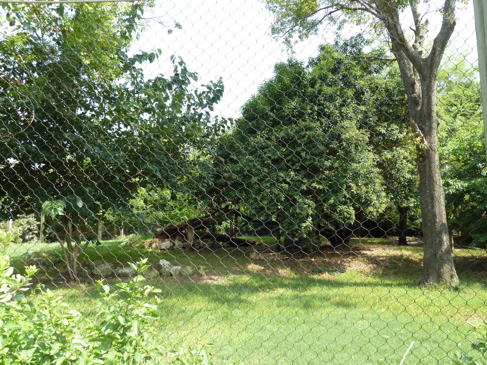 Cheetah/Anatolian Shepherd Exhibit