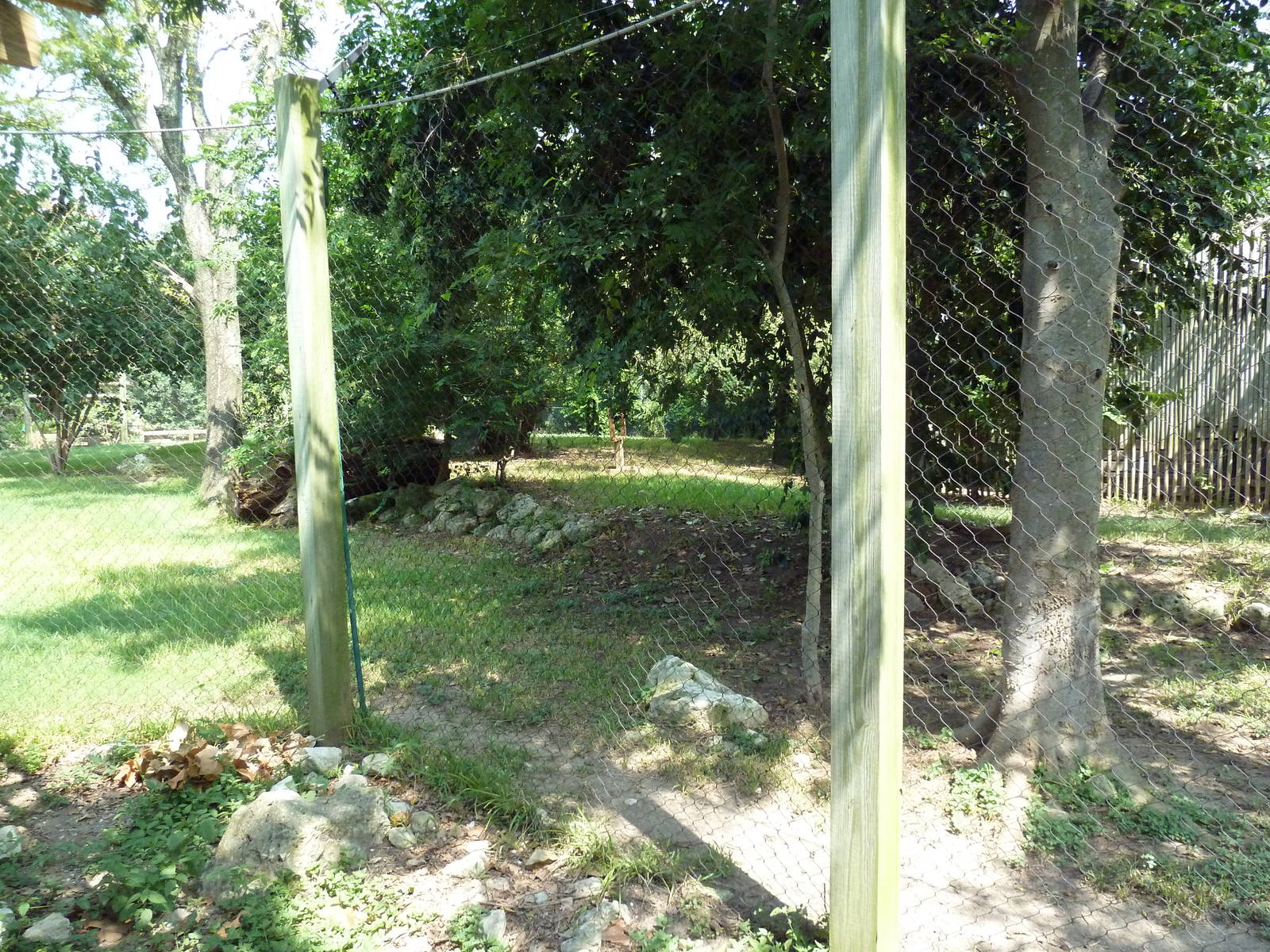 Cheetah/Anatolian Shepherd Exhibit