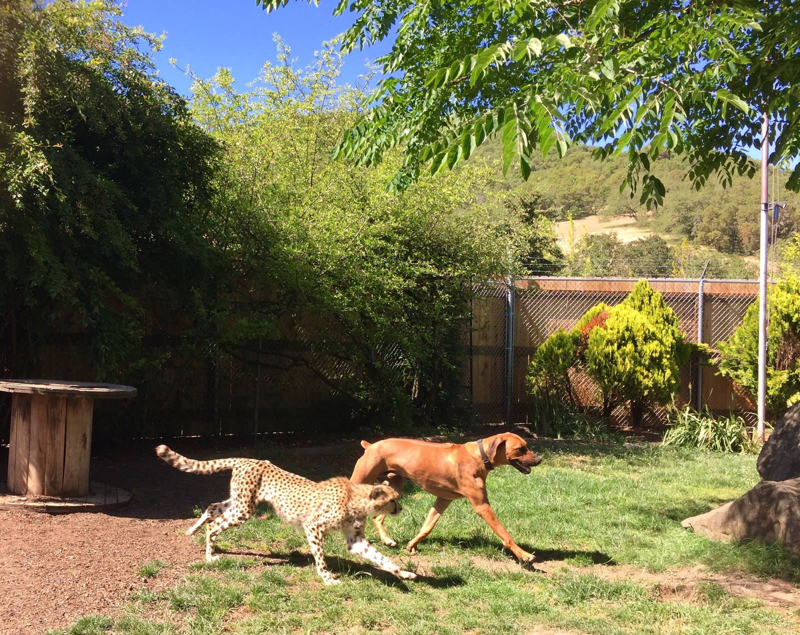 Cheetah and Anatolian Hound feeding and conditioning