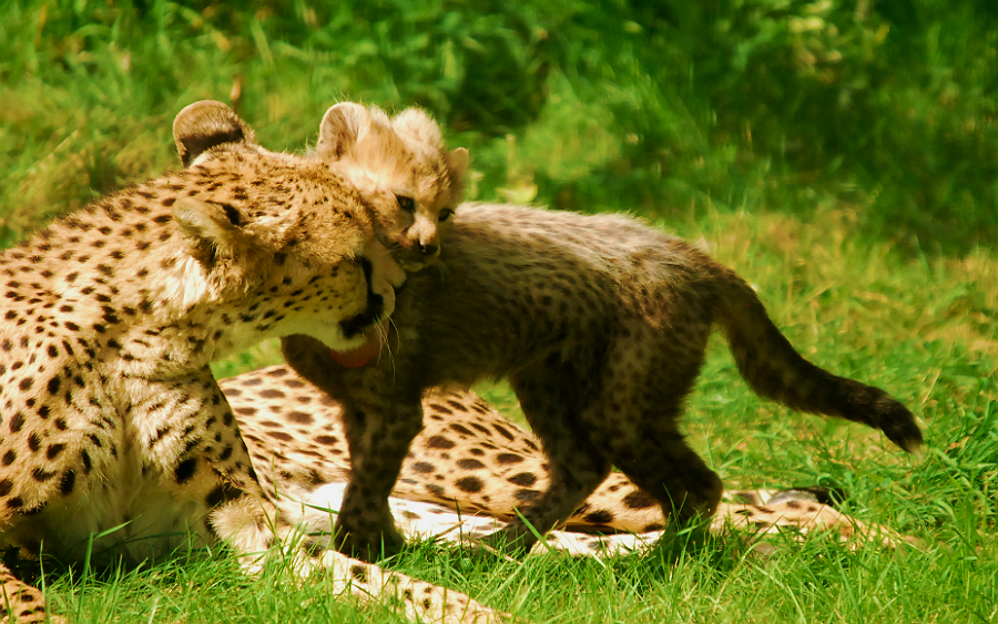 CHEETAH AND CUB