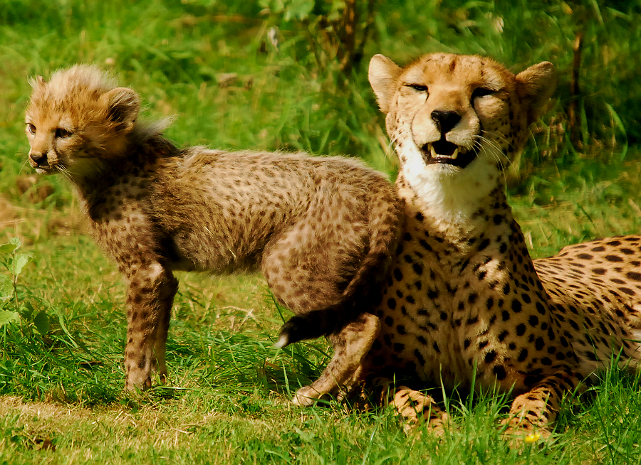 CHEETAH AND CUB