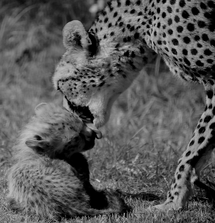 CHEETAH AND CUB