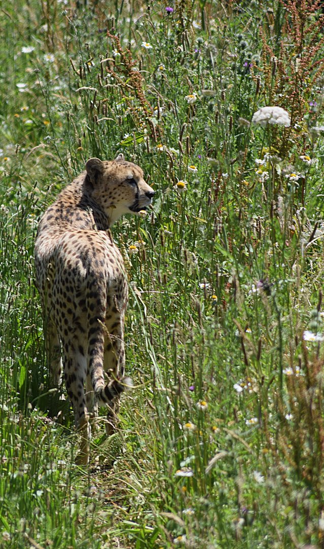 Cheetah and Dartmoor Zoo