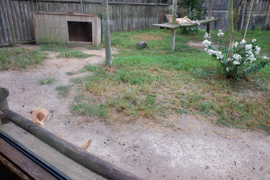 cheetah and dog exhibit