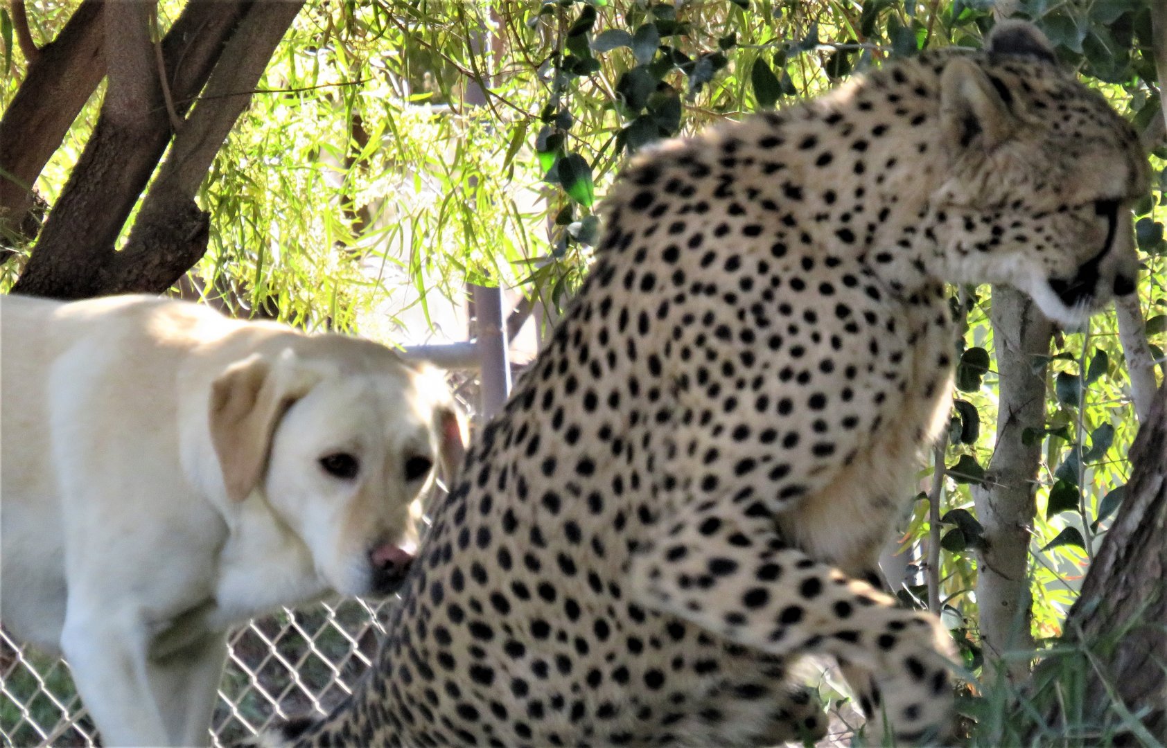 Cheetah and dog