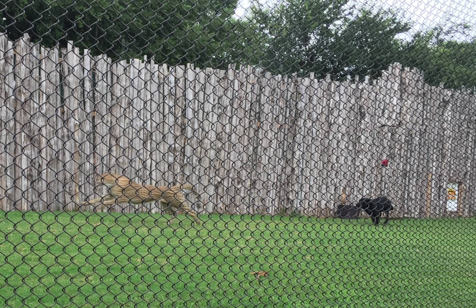 Cheetah and Domestic Dog