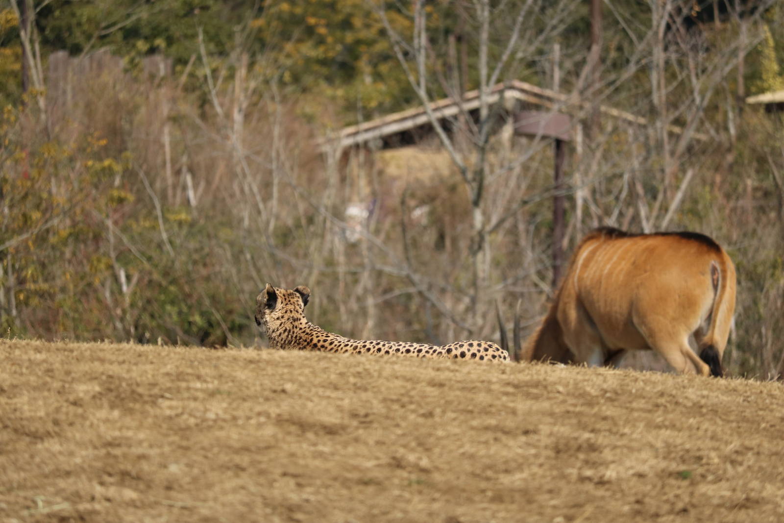 Cheetah and eland, February 2016.