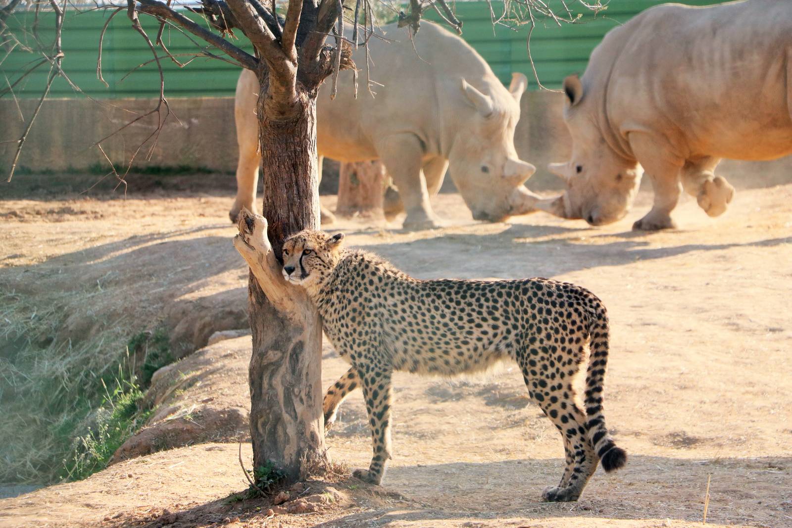 Cheetah and fighting rhinos, February 2016