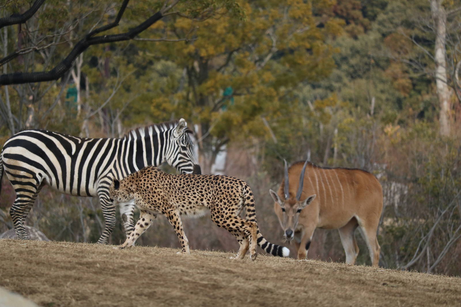 Cheetah and hoofstock, February 2016.