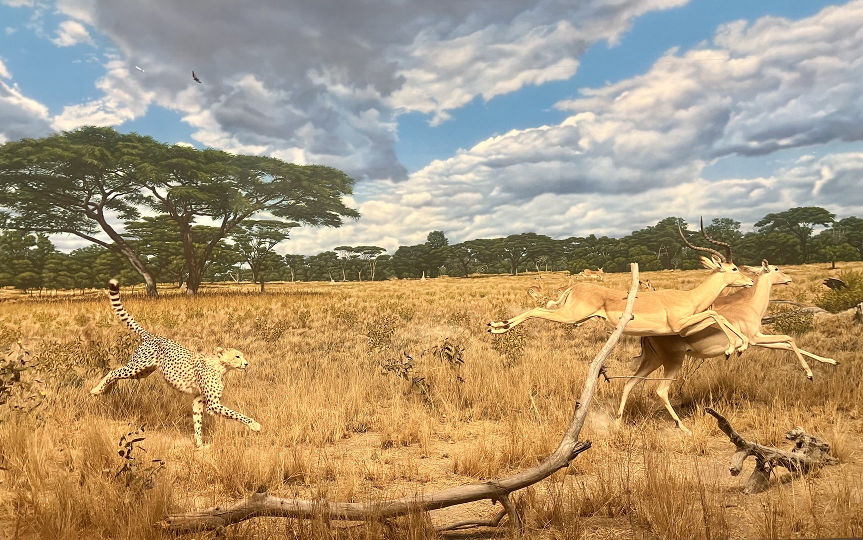 Cheetah and Impala Diorama