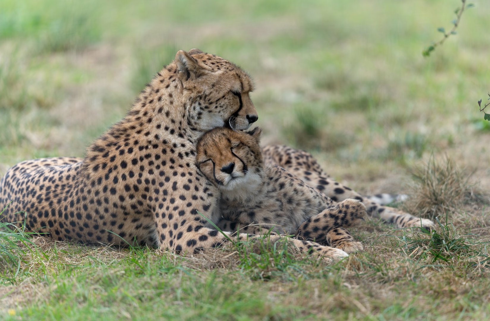 Cheetah and juvenile, Hamerton, UK