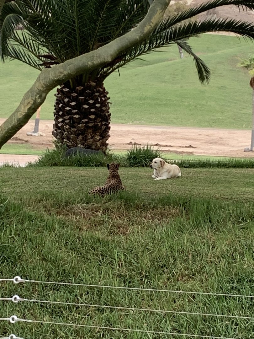 Cheetah and Puppy Pal 10/9/21