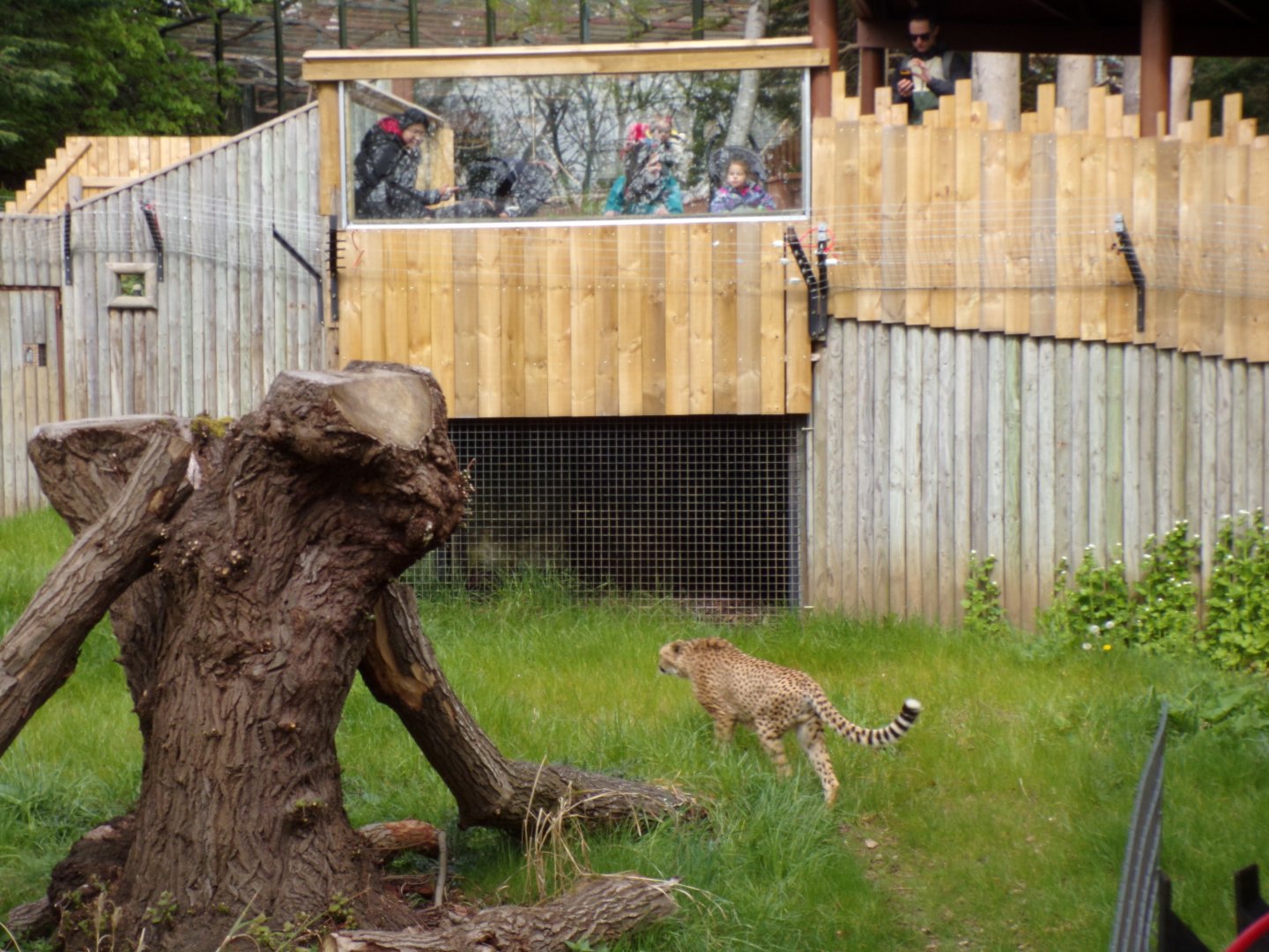 Cheetah and visitors 20.4.25