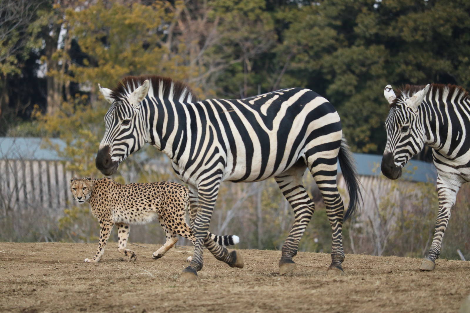 Cheetah and zebras, February 2016.
