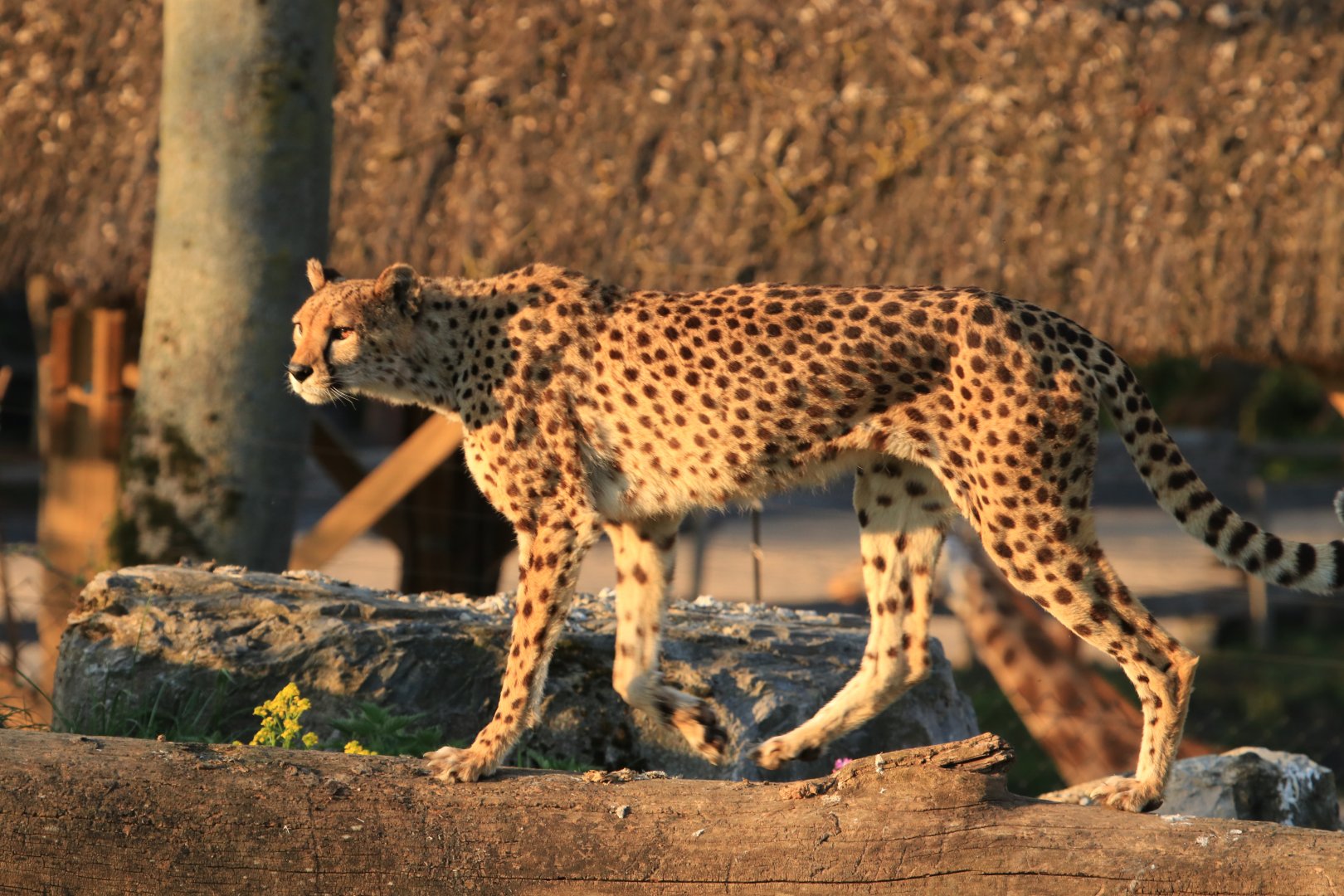 Cheetah (April 2019)
