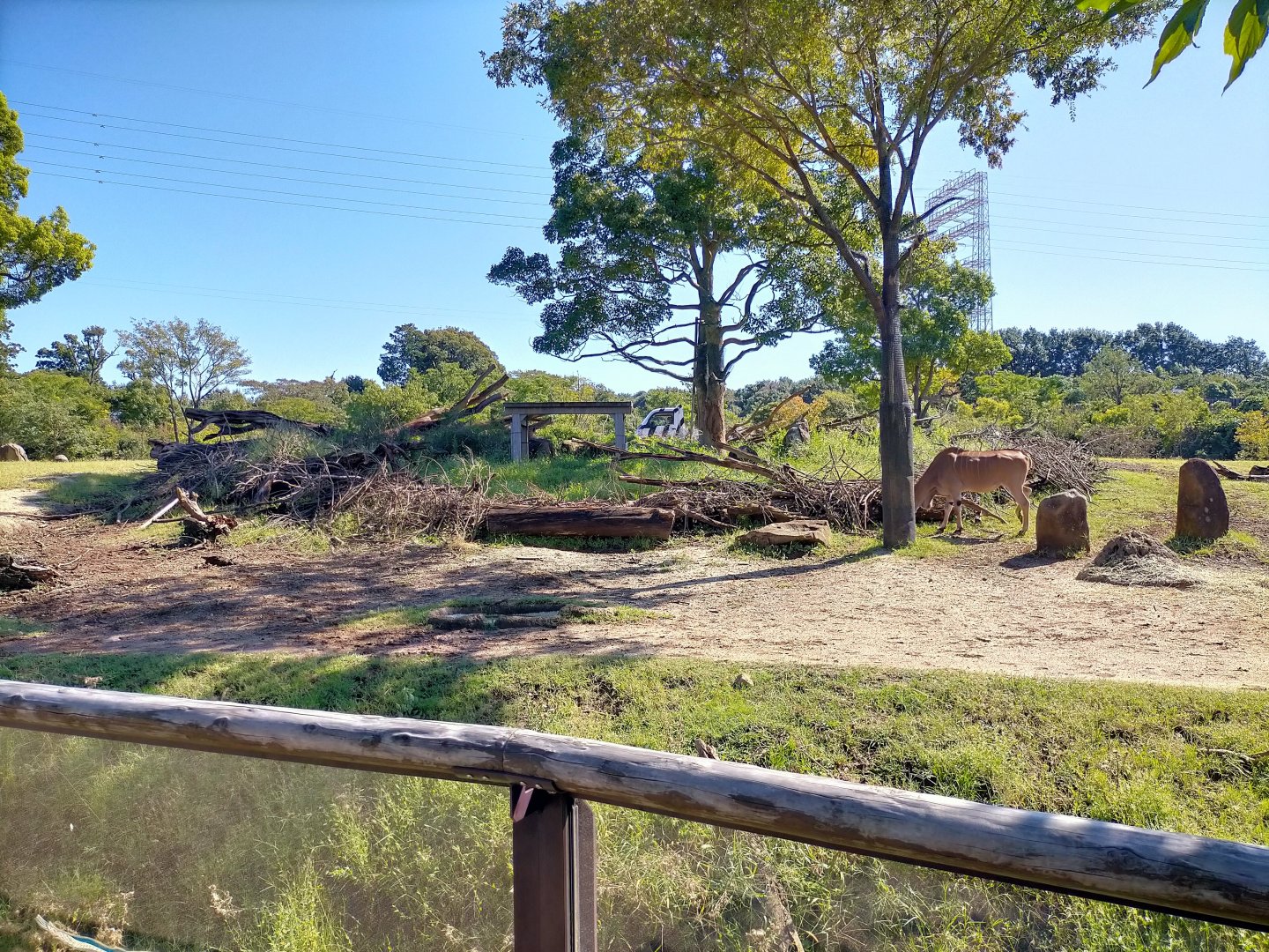 Cheetah area and eland in african savanna exhibit