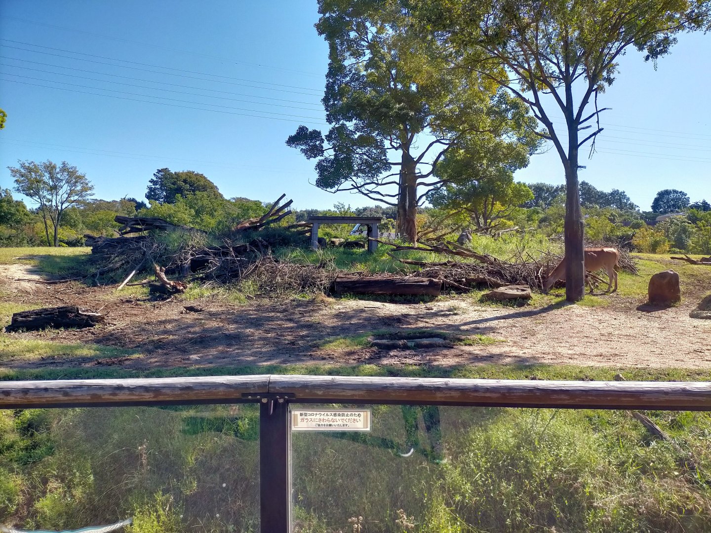 Cheetah area in african savanna exhibit